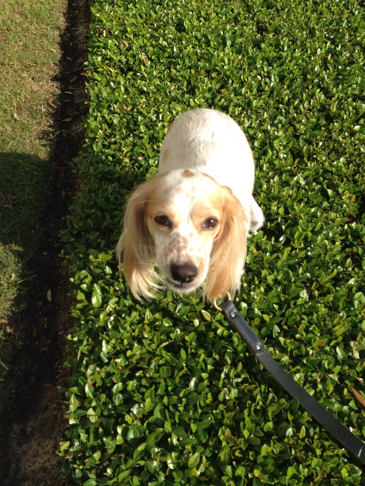 dogs about to poop #1